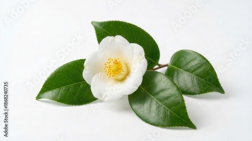 White flower and green Camellia Sinensis leaf isolated on white background with yellow pollen