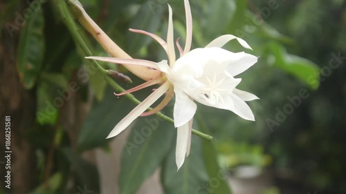 White Wijaya Kusuma flower (Epiphyllum oxypetalum) in bloom with small insects on its petals, blurred natural background