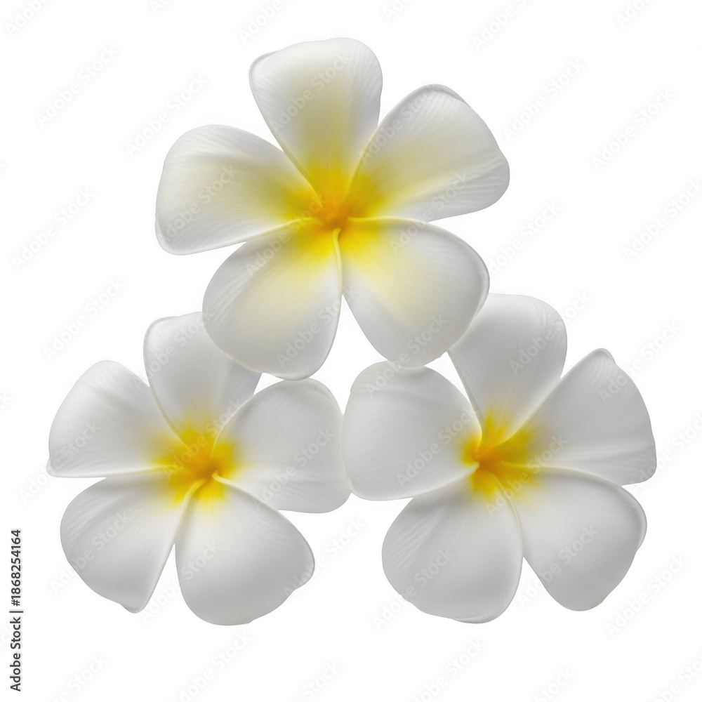 Naklejka premium White plumeria flowers isolated on transparent background