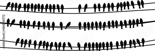 Bird silhouettes perched on multiple power lines forming patterns wildlife flock behavior minimal nature scene isolated white background illustration