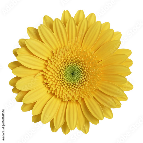 Untitled design - Set of Six Colorful Blooming Flowers in Watercolor Style, Isolated Botanical Illustrations