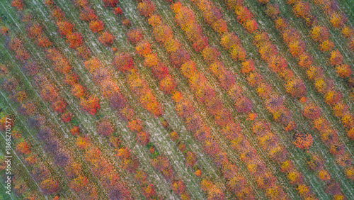 Top view of an orchard in autumn