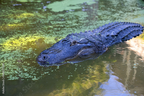 crocodile in the water