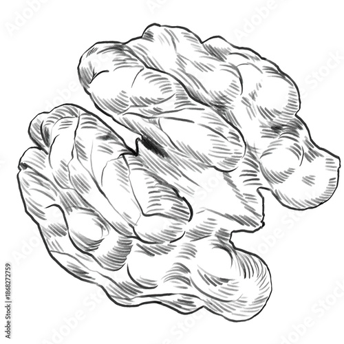 Walnut. Hand drawn sketch style walnut. Organic healthy food. Nuts vector illustrations isolated on white for package and food design. Black and white linear illustration.