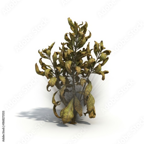 Dried natural botanical arrangement in a clear vase still life isolated on white background