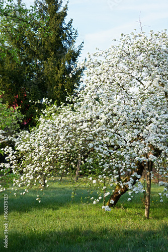 Abundantly blooming apple tree in the spring garden.