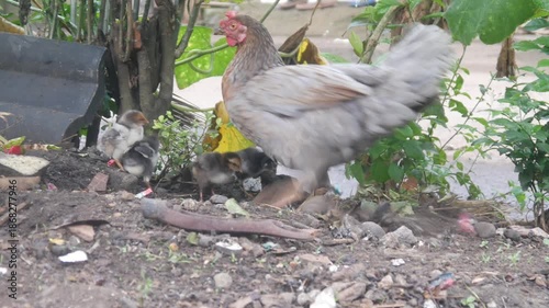 A gray feathered mother hen is looking for food on the ground with her chicks in an area of ​​fertile soil