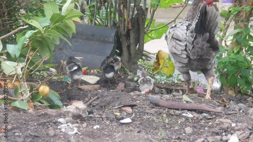 A gray feathered mother hen is looking for food on the ground with her chicks in an area of ​​fertile soil