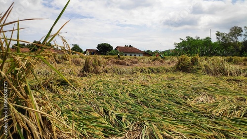 Paddy field whose rice plants dried up and lying