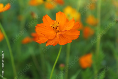 orange flower on a green background