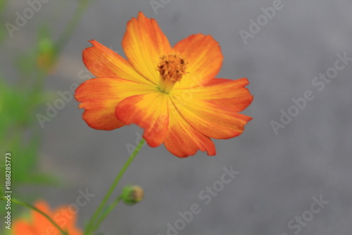 orange flower on a green background