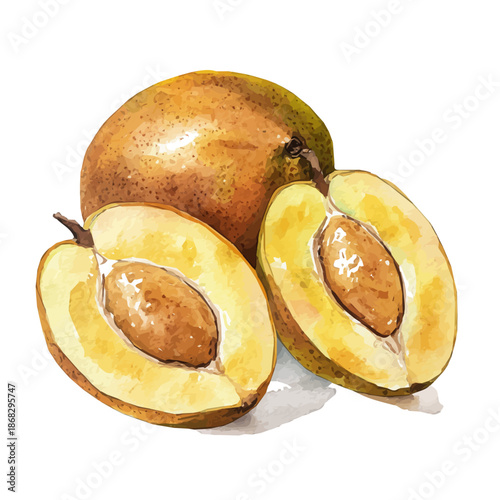 Minimal yet artistic elements for creative designs. hand-drawn paint, Simple Illustration, A beautiful painting of sapodilla fruit, EPS format, isolated on a white background
