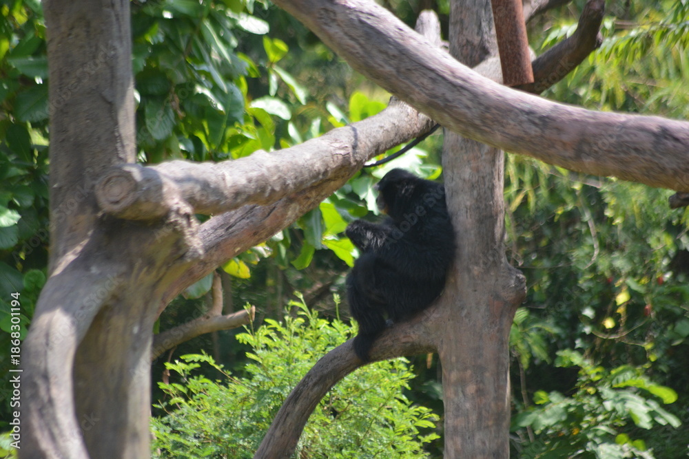 Obraz premium Black Siamang Gibbon Sitting on Tree Branch