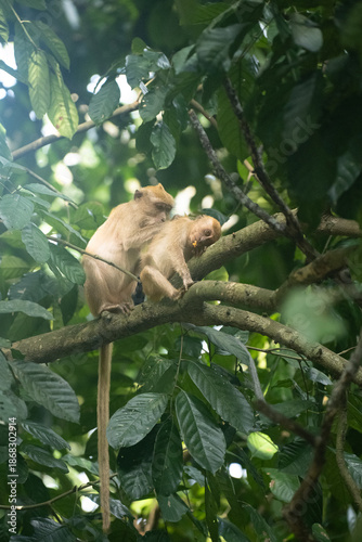 Photography A Mother Monkey Grooming Her Baby in Bukit Timah Nature Reserve