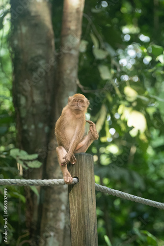 Photography A Baby Monkey Lifting Its Leg in a Curious Pose