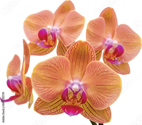 A beautiful vector illustration of vibrant orange and peach orchid flowers with striking pink centers on a clean white background.