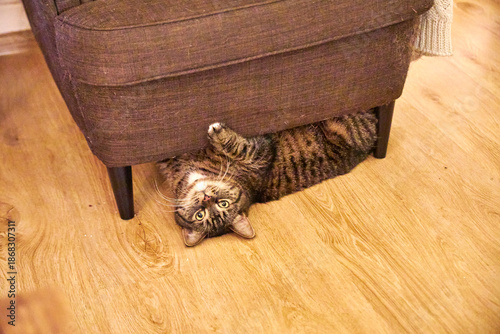 Fotografi Funny domestic cat lying upside down under the sofa and playing at home