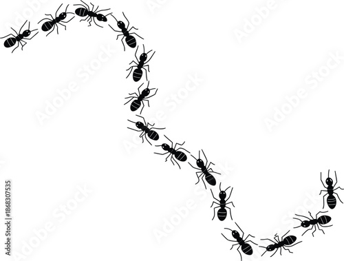 Trail of ants silhouette illustration with black insects crawling in a curved line on white background