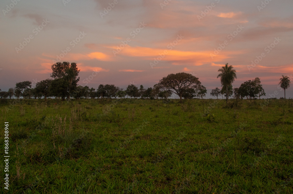 Fototapeta premium Couché de soleil flamboyant sur la savane du Pantanal, paysage sauvage et zones humides du Brésil.