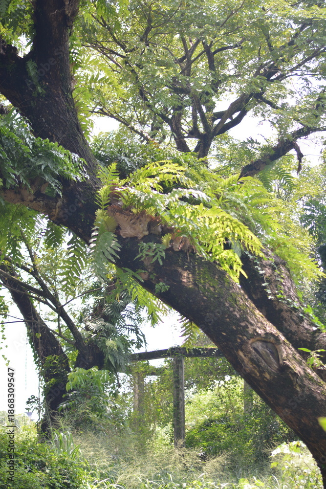 Fototapeta premium Lush Tropical Tree Canopy with Epiphytic Ferns and Green Foliage