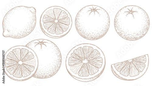 A vintage style illustration of various citrus fruits and their sections