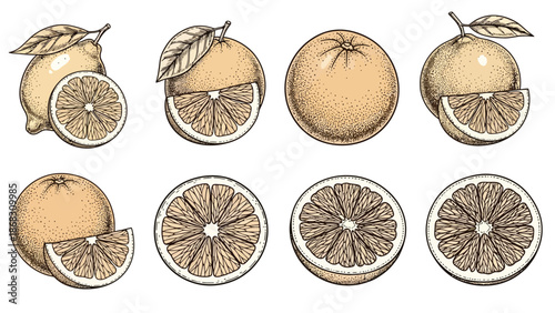 An array of citrus fruits lemons and oranges whole and sliced