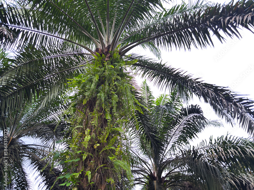 Fototapeta premium Lush tropical palm trees with green leaves and ferns