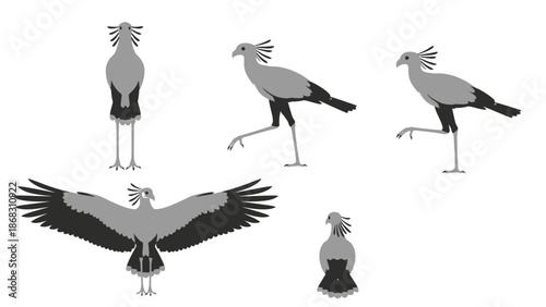set of vector birds