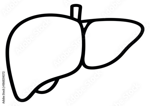 Line art illustration of human liver depicting anatomy for medical education