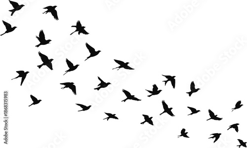 Black flying bird silhouettes flock, migrating wildlife birds in flight, nature avian shapes collection, isolated vector illustration for background, design, freedom concept