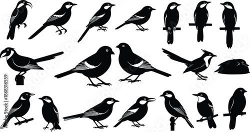 Perched songbird silhouettes, black bird vector icons, wildlife illustration, detailed feather markings, nature design elements, decorative animal graphics, isolated birds artwork for creative 