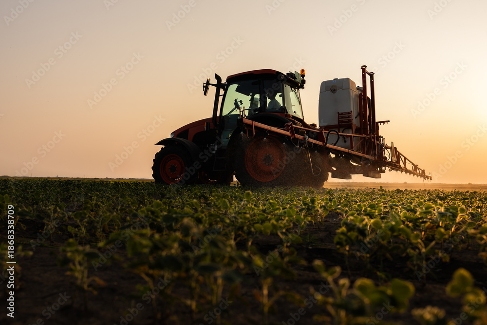 Fototapeta premium Tractor spraying crops in a lush green field at sunset.