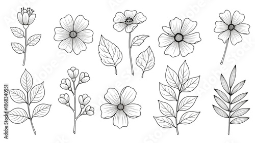 A collection of botanical illustrations featuring various flowers and leaves from different viewpoints