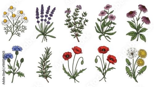 Collection of various flowers and plants depicted in a detailed illustration on a plain white background