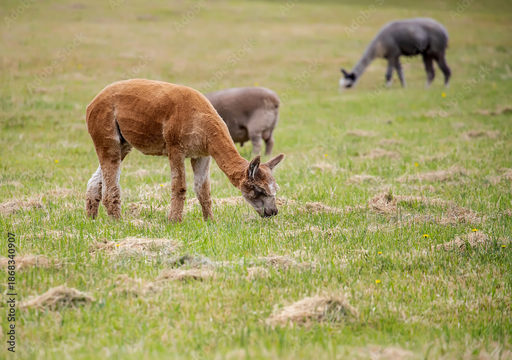 Fototapeta premium Sheared Alpacas grazing peacefully on a green rural pasture in natural farm landscape