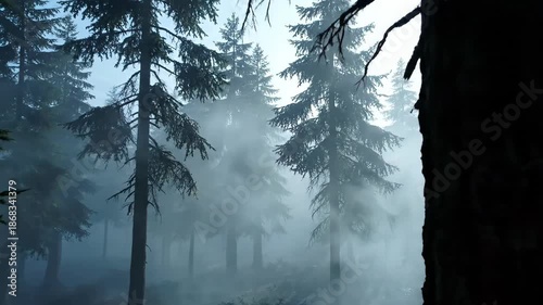 Enchanting Misty Forest with Towering Pine Trees and Ethereal Fog 4K UHD