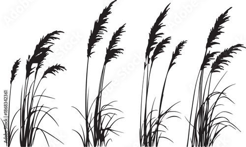 Vector illustration of golden wheat ears and rye grain silhouettes isolated on white background for summer agriculture and cereal crop design pattern