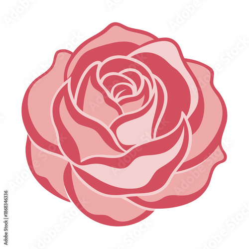 cabbage rose shell pink vector line art on white background 
