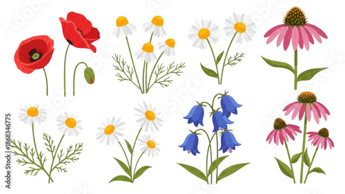 Collection of various colorful flowers and plants arranged neatly on a white background from a straightforward viewpoint.