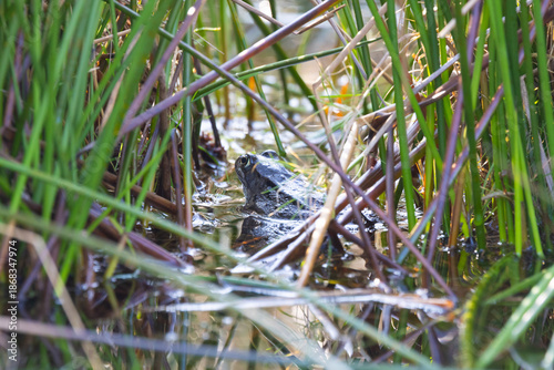 Common Frog sat in a pond in springtime, Hamsterley forest, England, UK.