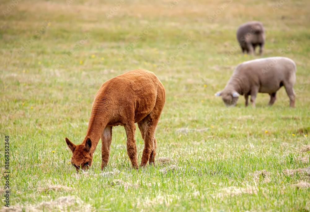 Fototapeta premium Sheared Alpaca grazing peacefully on a green rural pasture in natural farm landscape