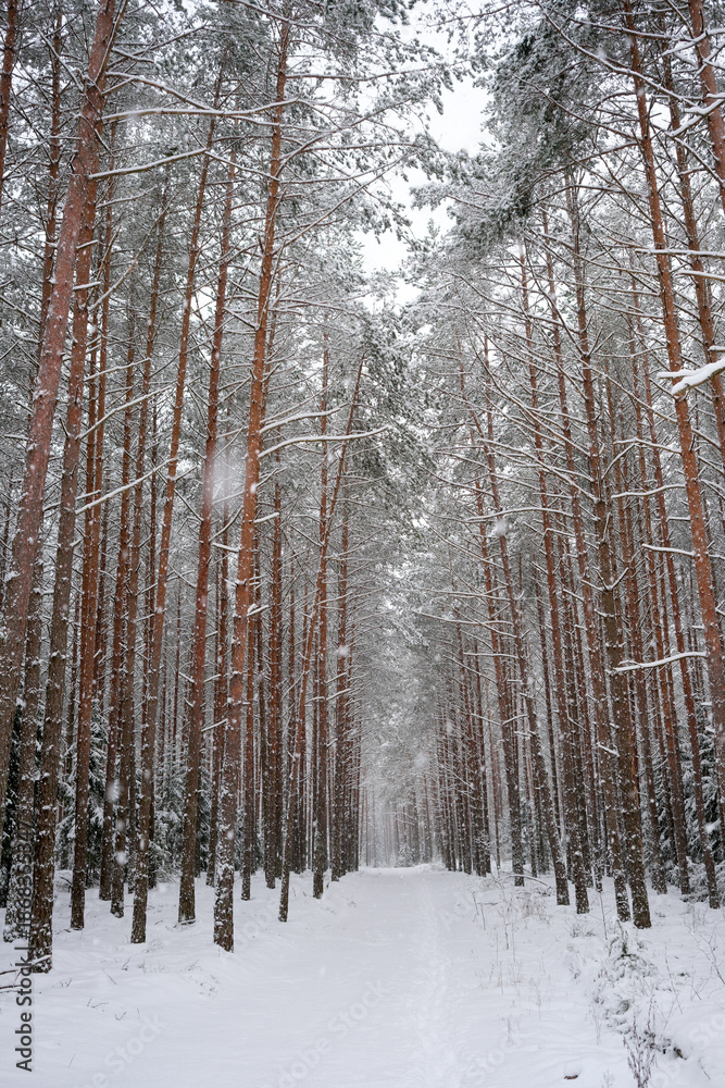 Fototapeta premium winter pine forest with snow