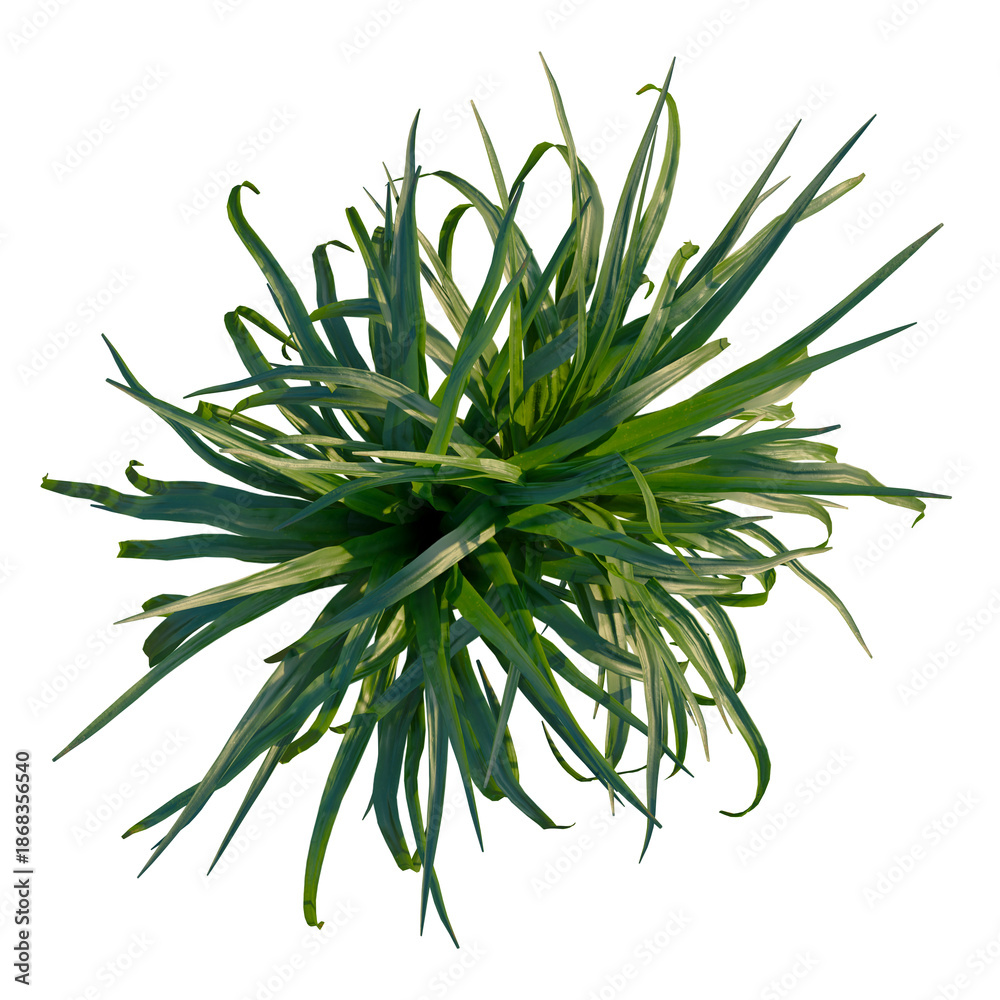 Fototapeta premium Beaucarnea recurvata tree plan, top view, cutout, isolate, good for architecture visualization, Vibrant green plant with long leaves on transparent background for design