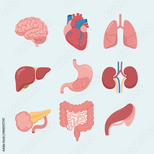 Collection of Human Internal Organs, Including Brain, Heart, Lungs, Liver, Stomach, Kidneys, Pancreas, Intestines, and Spleen on a Light Blue Background