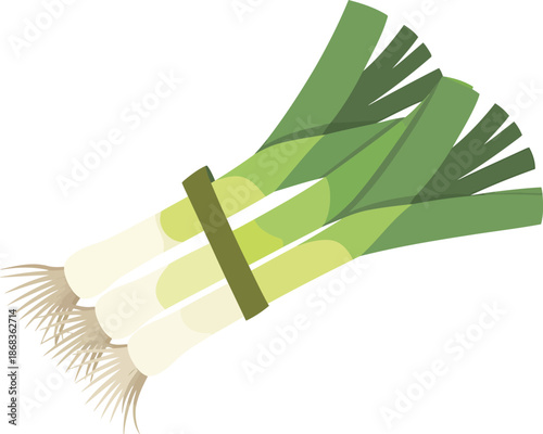 Bunch of fresh leeks tied together with green band for cooking aromatic soups and stews