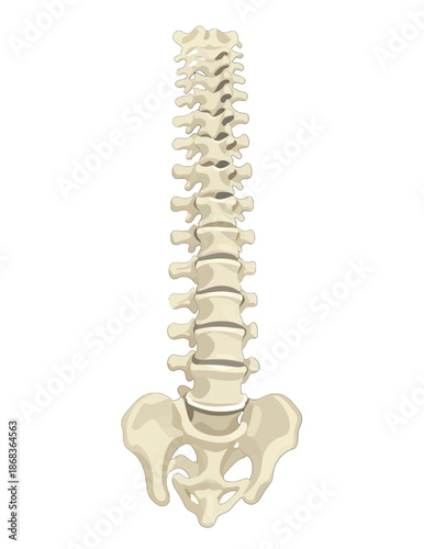Detailed Illustration of Human Spine and Pelvis