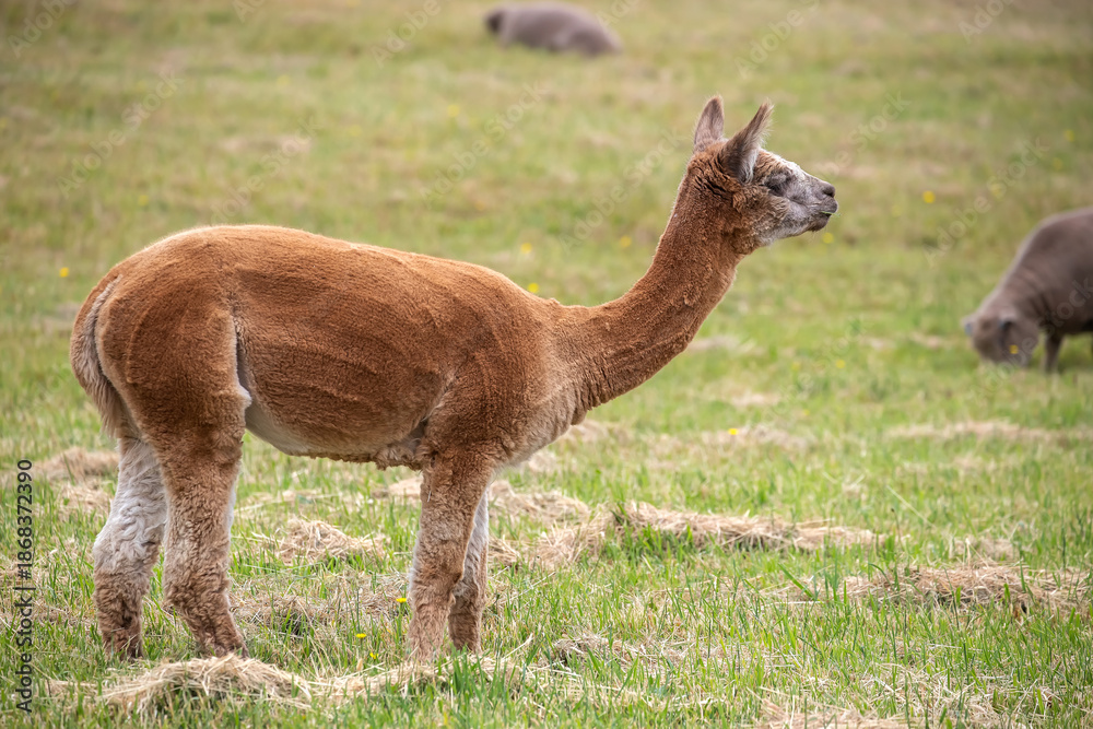 Fototapeta premium Sheared Alpaca grazing peacefully on a green rural pasture in natural farm landscape
