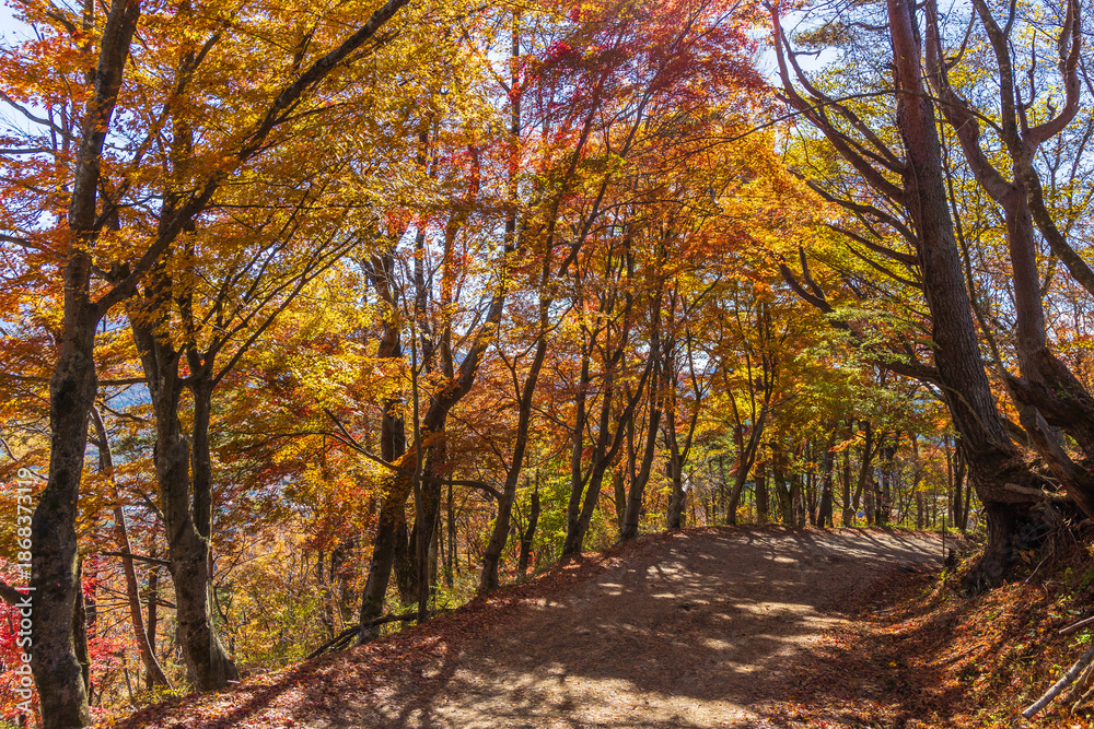 Obraz premium 日本の風景・秋 山梨県鳴沢村 紅葉台の紅葉