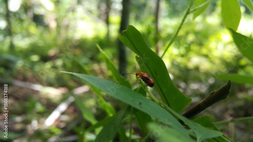 Orchid beetles eat plants. Shot in the forest. ORCHID BEETLE, DENDROBIUM BEETLE, STETHOPACHYS FORMOSA. This insect feeds on the flowers and leaves of orchids, often causing damage to cultivated plants