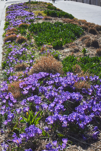 Spring flowerbed of purple crocus flowers. Crocus field